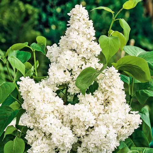 1 sadz, Lilak (Bez) Madame Lemoine - Sadzonki: Ilość w opakowaniu: 1 sadz