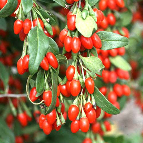 1 szt, Jagoda Goji (Lycium barbarum) - Byliny: Ilość w opakowaniu: 1 szt