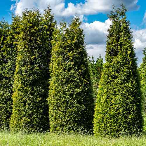 1 sadz, Żywotnik olbrzymi (Thuja) Gelderland - Sadzonki: Ilość w opakowaniu: 1 sadz