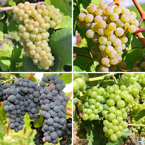 Super oferta! Zestaw Winogronowa pokusa, 4 sadzonki - Sadzonki: Ilość w opakowaniu: 4 sadz