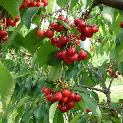 1 saz, Třešeň Swing - : Monžstvo balíkov: 1 saz