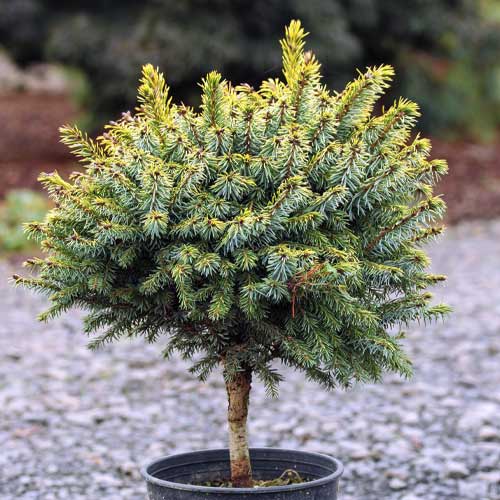 1 szt, Lucfenyő ezüst Peve Tijn, C5 - Palánták: Mod de ambalare: 1 db