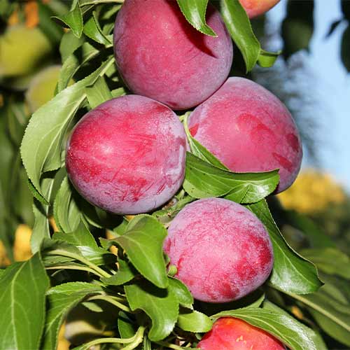 1 szt, Pflaume (columnar) Red Lure - Setzlinge: Ilość w opakowaniu: 1 szt