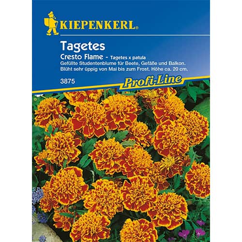 1 szt, Tagetes Cresto Flame - Samen: Ilość w opakowaniu: 1 Stück