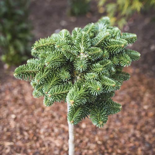 1 Pflanze(n), Korea-Tanne Forest Child, C4 - Setzlinge: Ilość w opakowaniu: 1 Pflanze(n)