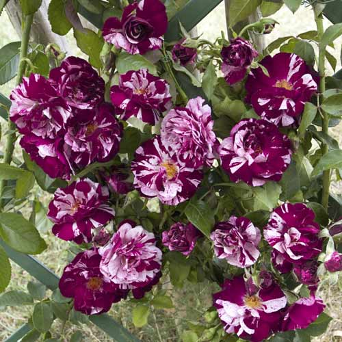 Rosa trepadeira New Imagine , C5 - Plântulas: Ilość w opakowaniu: 1 plant