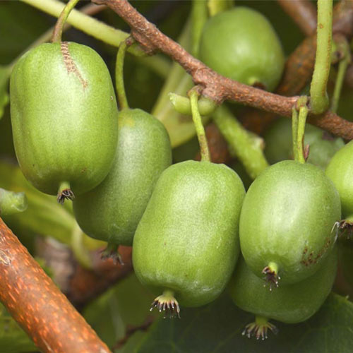 1 sadz, Mini kiwi (aktinidia) Vitikiwi , С2 - Sadzonki: Ilość w opakowaniu: 1 sadz