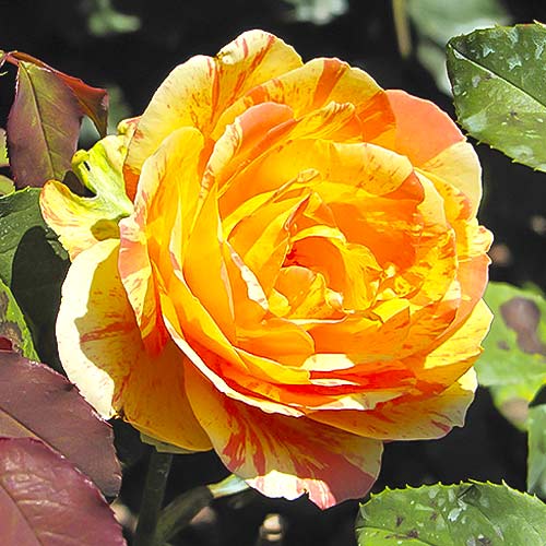 1 saz, Růže velkokvětá Rainbow Niagara - : Monžstvo balíkov: 1 saz