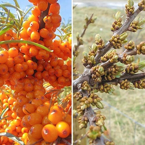 Sanddorn: männlich (1) + weiblich (1) - Setzlinge: Ilość w opakowaniu: 2 Pflanze(n)