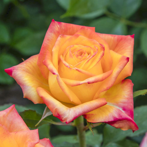 Rosa de flor grande Girandola , C5 - Plântulas: Ilość w opakowaniu: 1 plant