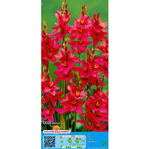 1 szt, Iksja Venus - Cebule: Ilość w opakowaniu: 10 szt.