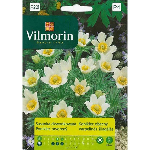 1 szt, Sasanka dzwonkowata biała Vilmorin - Nasiona: Ilość w opakowaniu: 0.1 g