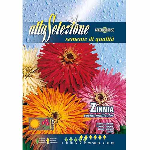 1 szt, Cynia kaktusowa, mieszanka kolorów Morami - Nasiona: Ilość w opakowaniu: 2 g