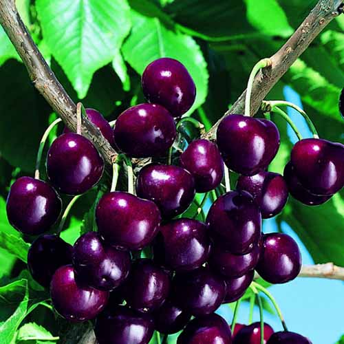 1 sadz, Czereśnia Skeena - Sadzonki: Ilość w opakowaniu: 1 sadz