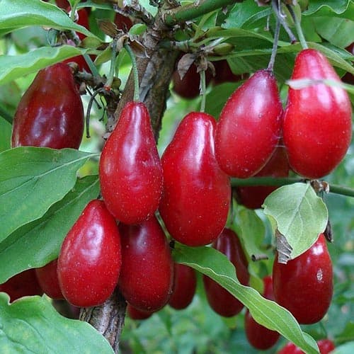 1 saz, Dřín obecný Jolico - : Monžstvo balíkov: 1 saz