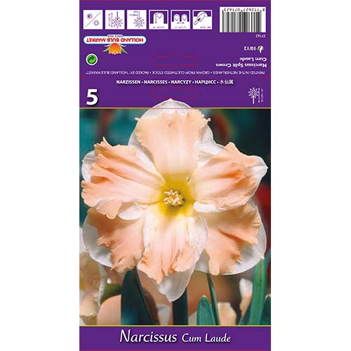 5 Stück, Narzisse Cum Laude - Blumenzwiebeln: Ilość w opakowaniu: 5 Stück