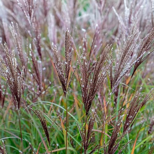 1 Pflanze(n), Chinaschilf (Miscanthus) Ferner Osten - Setzlinge: Ilość w opakowaniu: 1 Pflanze(n)