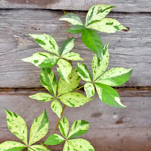 Parthenocissus Lluvia de estrellas, P9 - Plántulas: Ilość w opakowaniu: 1 plant