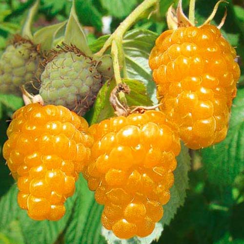 1 saz, Malina Gold - : Monžstvo balíkov: 1 saz