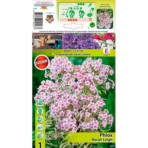 1 Stück, Flammenblume Nora Leigh - Stauden: Ilość w opakowaniu: 1 Stück