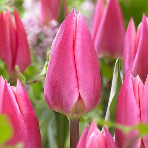 5 Stück, Tulpe Pink Surprise - Blumenzwiebeln: Ilość w opakowaniu: 5 Stück