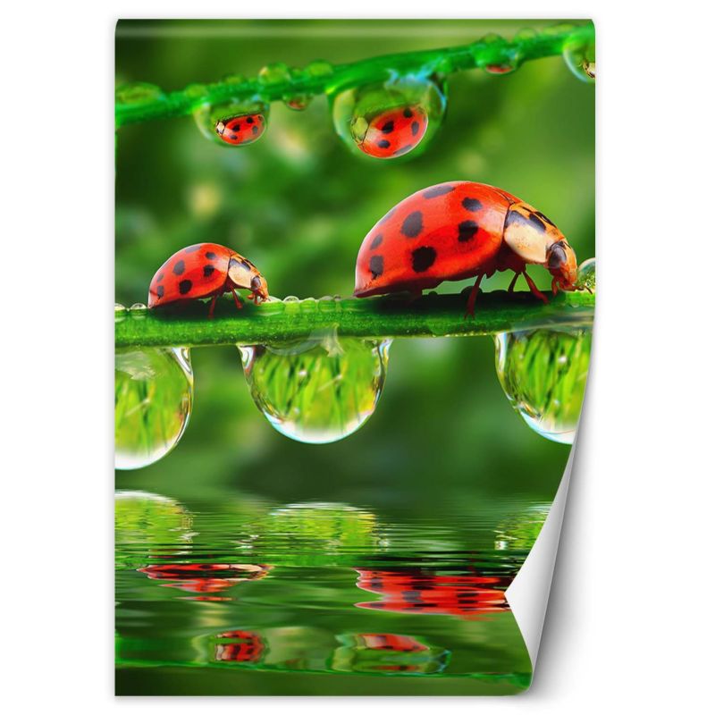 Fototapeta Feeby Biedronki krople wody 200x280 1 szt