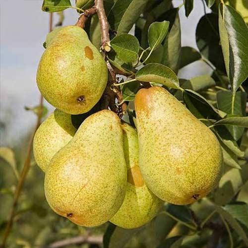 1 sadz, Grusza Bonkreta Williamsa - Sadzonki: Ilość w opakowaniu: 1 sadz
