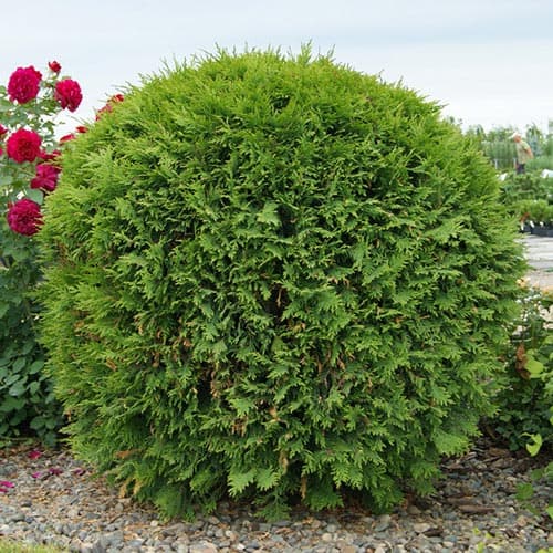 1 sadz, Żywotnik zachodni (Thuja) Woodwardii - Sadzonki: Ilość w opakowaniu: 1 sadz