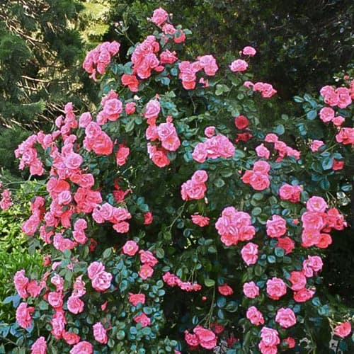 1 sadz, Róża pnąca Galia - Sadzonki: Ilość w opakowaniu: 1 sadz