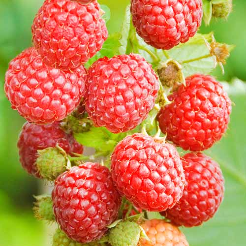 2 sadz, Malina powtarzająca Pokusa - Sadzonki: Ilość w opakowaniu: 2 sadz