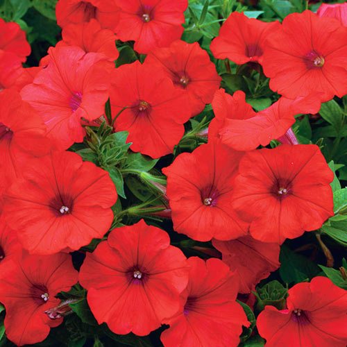 1 szt, Petunia ogrodowa purpurowo - czerwona - Nasiona: Ilość w opakowaniu: 0.1 g