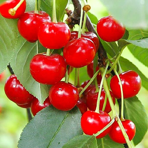 1 sadz, Wiśnia Pandy - Sadzonki: Ilość w opakowaniu: 1 sadz