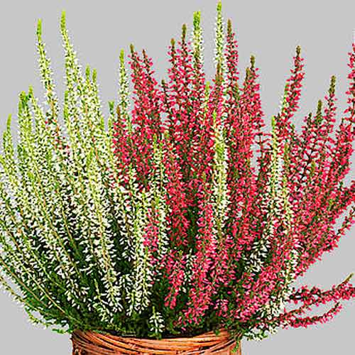 1 sadz, Wrzos pospolity Twins Athene/Hilda - Sadzonki: Ilość w opakowaniu: 1 sadz