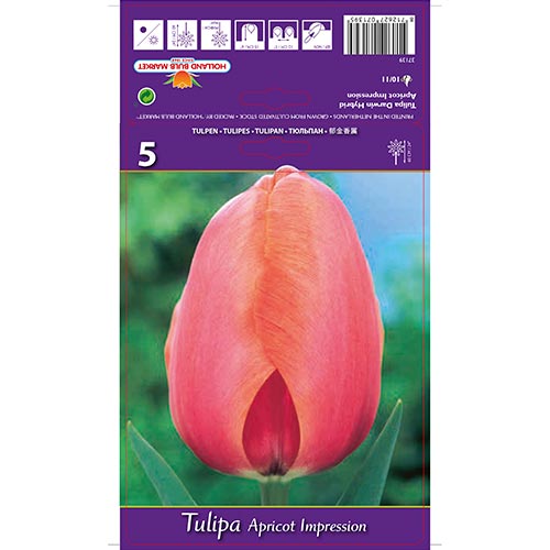 5 db, Tulipán Apricot Impression - Hagymák: Mod de ambalare: 5 db