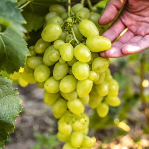 1 db, Szőlő Arkadia, Р9 - Dugványok: Mod de ambalare: 1 db