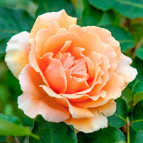 1 Pflanze(n), Großblütige Rose Just Joey - Setzlinge: Ilość w opakowaniu: 1 Pflanze(n)