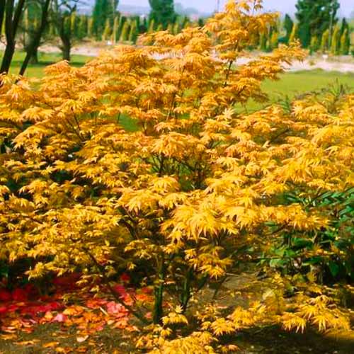 1 szt, Ahorn japanischer Orange Dream - Setzlinge: Ilość w opakowaniu: 1 szt