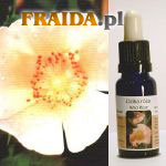 Dzika róża - Motywacja