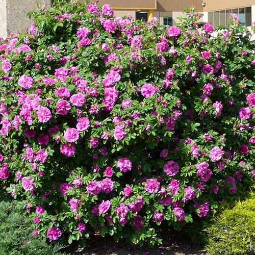 1 sadz, Róża pomarszczona Dart's defender - Sadzonki: Ilość w opakowaniu: 1 sadz