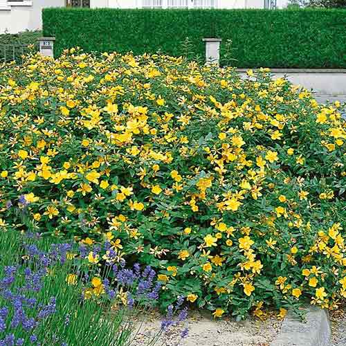 1 sadz, Dziurawiec kielichowaty - Sadzonki: Ilość w opakowaniu: 1 sadz