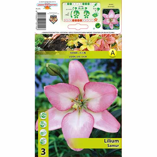 3 db, Liliom Samur - Hagymák: Mod de ambalare: 3 db