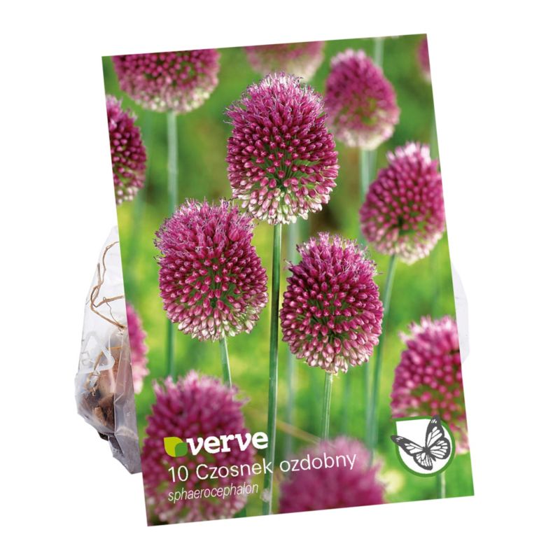 Cebule czosnek Verve Sphaerocephalon 10 szt.