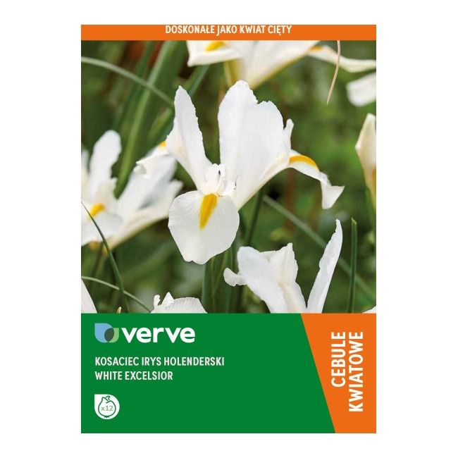 Irys holenderski White Excelsior