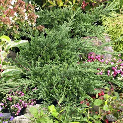 1 sadz, Jałowiec płożący Prince of Wales - Sadzonki: Ilość w opakowaniu: 1 sadz