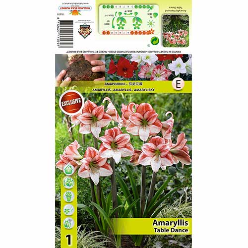 1 szt., Amaryllis (Hippeastrum) Table Dancer - Cebule: Ilość w opakowaniu: 1 szt.