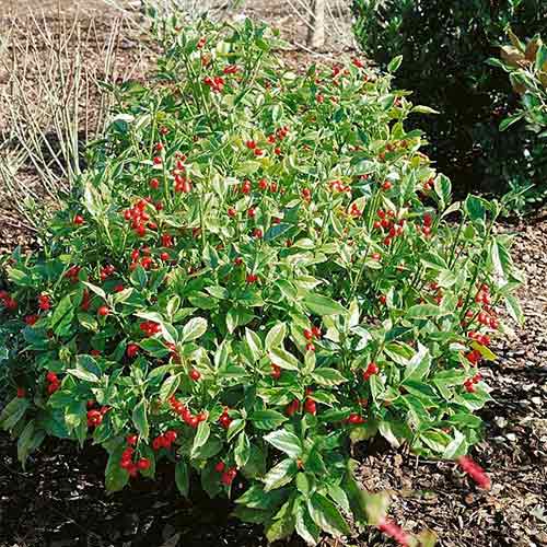 1 sadz, Aukuba japońska Rozannie - Sadzonki: Ilość w opakowaniu: 1 sadz