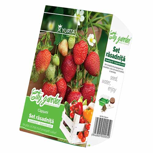1 szt, Zestaw nasion Truskawki - Nasiona: Ilość w opakowaniu: 1 opak