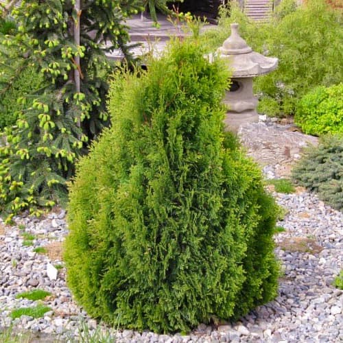 1 saz, Tůje západní Miky - : Monžstvo balíkov: 1 saz