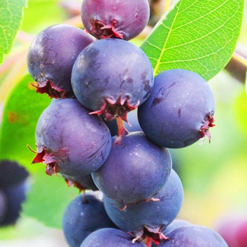 1 saz, Muchovník Smoky - : Monžstvo balíkov: 1 saz