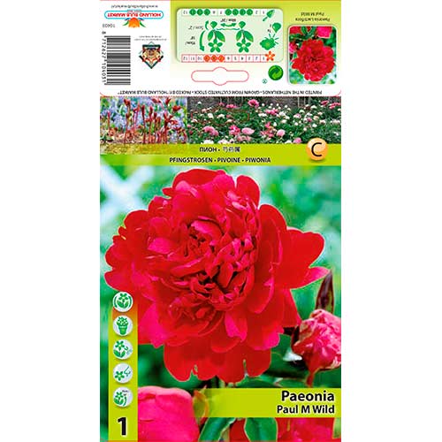 1 db, Bazsarózsa Paul M Wild - Évelő: Mod de ambalare: 1 db